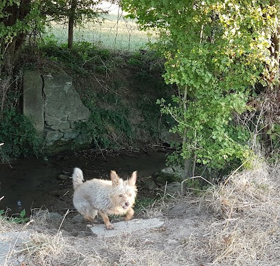 La colo de titus, Pension pour Chiens au Breuil-sur-Couze