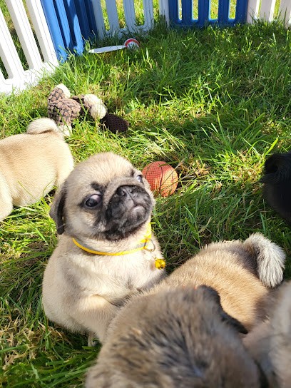 Élevage du royaume des sables - Élevage de Carlins, Eleveur de Chiens à Augers-en-Brie
