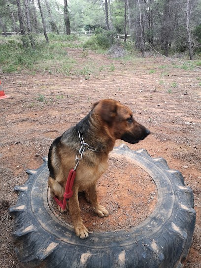 Éducateur Comportementaliste Canin Fanny EduCanin, Dresseur de Chiens à Martigues
