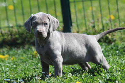 Des Diamants Verts Earl, Pension Pour Chien à Varennes-Saint-Sauveur