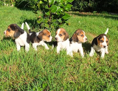 Elevage d'Ymauville elevage ymauville espace canin d'ymauville, Eleveur de Chiens à Grainville-Ymauville