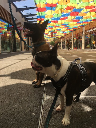 Mine d'Or, L'Esprit Canin - Education canine bienveillante et respectueuse, Dresseur de Chiens à Saint-Rome-de-Cernon