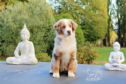 Elevage de Berger Américain Miniature Der Weibe Stern, Eleveur de Chiens à La Drenne