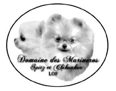 Élevage de spitz nain Domaine des Marineros, Eleveur de Chiens à Poncins