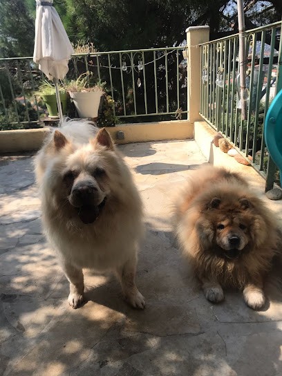 Nanny Dog/Cat Bowl, Pension pour Chiens à Cannes