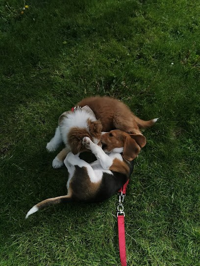 Petit fayt 40 Rue du village, Eleveur de Chiens à Petit-Fayt