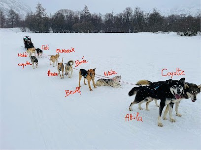 Husky Adventure HAD2 Max, Eleveur de Chiens à Villarodin-Bourget