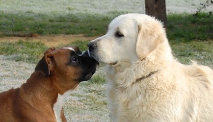 CANIDOM🐾, Dresseur de Chiens à Lasserre