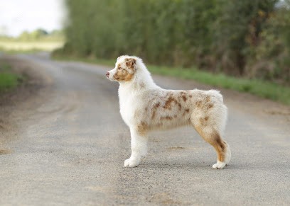 Élevage Vallée de L'hyrôme, Eleveur de Chiens à Lys-Haut-Layon