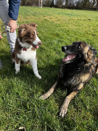 Doggy'cation – Éducation & Comportement Canin À Loos Dresseur De Chiens à Loos