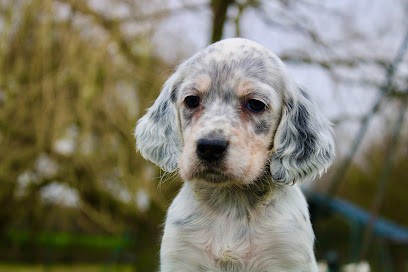 Elevage DE LA PIERRE D'OPALE, Eleveur de Chiens à Val en Vignes