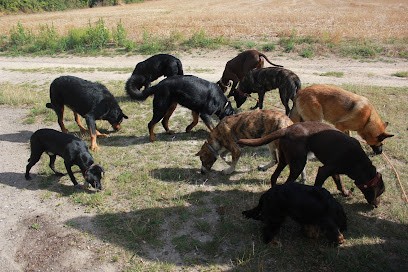 Nos Chiens & Nous, Dresseur de Chiens à Souleuvre en Bocage