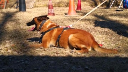 Élevage Des Titans De L'Apocalypse, Eleveur de Chiens à Chenonceaux