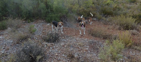 Vincent Denis - Elevage de Beagles, Eleveur de Chiens à Pinet