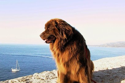 TERRE-NEUVE from TEE PEEOU BEARS, Eleveur de Chiens à Gundershoffen