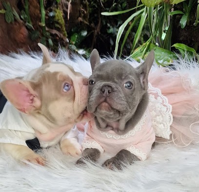 Elevage Bouledogues Français Bouledogues Et Compagnie, Eleveur de Chiens à Lavernat