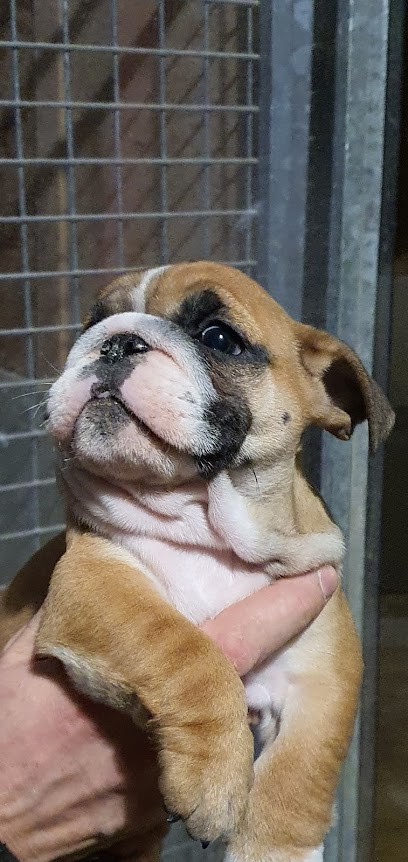 LUXURY DOGS, Pension pour Chiens à Brix