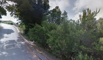 Elevage spécialiste race YORKSHIRE Terrier, Eleveur de Chiens à Bastia