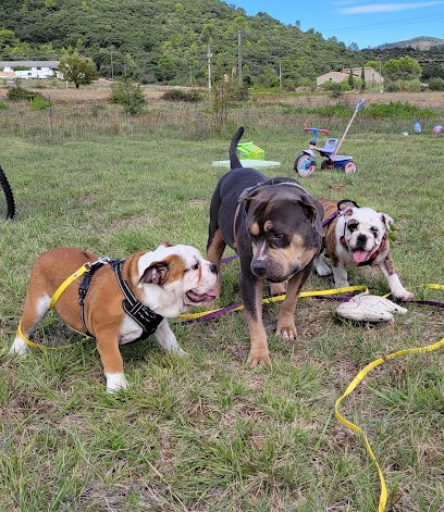 Cyno Complices Educateur Canin, Dresseur de Chiens à Saint-Jean-du-Pin