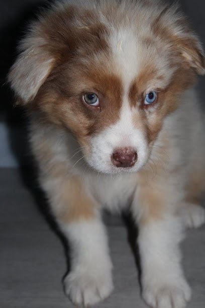 Lescalisauxanges, Eleveur de Chiens à Châteauponsac