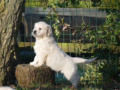 Elevage Golden Retriever - Plaine des Peupliers, Eleveur de Chiens à Saint Maurice Étusson