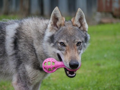 Elevage du Domaine de Ragnarök - Chien loup tchécoslovaque pure race, Eleveur de Chiens à Saint-Rémy-du-Plain