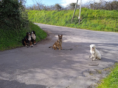 Presta'dog Dresseur De Chiens à Longueville