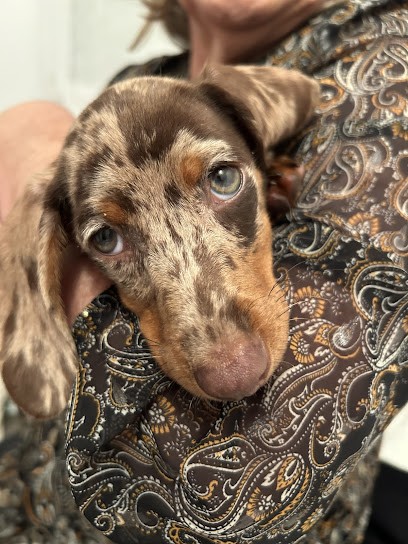 Domaine de Sekoya, Eleveur de Chiens à Dragey-Ronthon