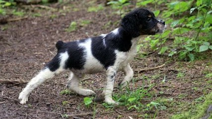Élevage de la Rivière Ouareau, Eleveur de Chiens à Lusse