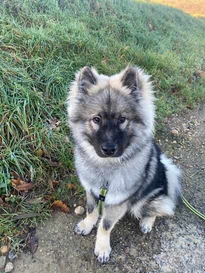 Elevage familial d'Eurasiers du Cœur aux Abois à Privas, Eleveur de Chiens à Privas