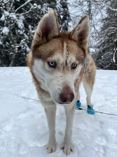 Le Souffle Nordique, Eleveur de Chiens à Auch