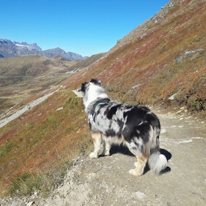 Les Chiens de la Voie de la Persévérance, Eleveur de Chiens à Onnion