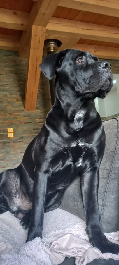 Élevage Orev d'Urkya : Élevage et vente de cane corso (Languedoc Roussillon), Eleveur de Chiens à Pézenas