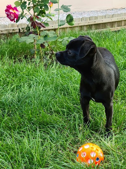 élevage canin, Eleveur de Chiens à Changy