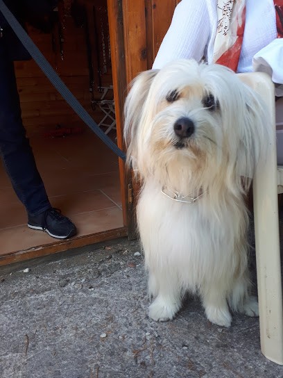 FRANCE DRESSAGE CANIN ARIÈGE, Dresseur de Chiens à Pamiers