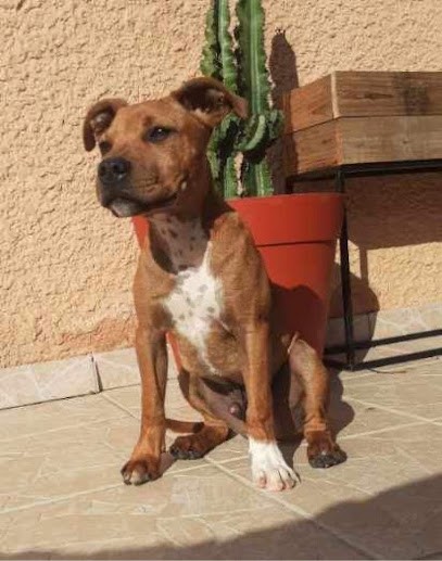 Educ'Pet, Dresseur de Chiens à Melun