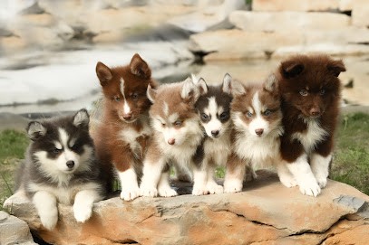 Elevage Pomsky du Ventoux, Eleveur de Chiens à Saint-Saturnin-lès-Apt