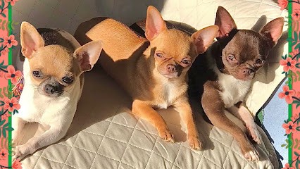 Éleveur De Chihuahua Les Petits Lutins De Séléné, Eleveur de Chiens à Castres