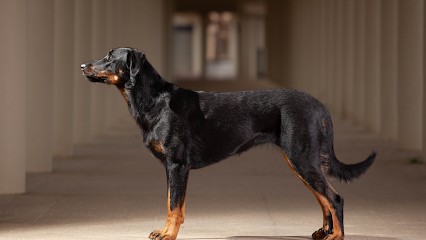 Les Gardiens de Célestine, Eleveur de Chiens à Saint-Étienne-la-Thillaye