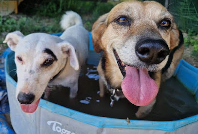 Les Toutous En Colo Pension Canine 5 Étoiles Sans Chenil Pour Famille De Chiens Pension Pour Chien à Eyragues