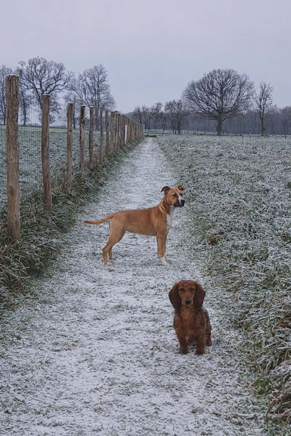 Domaine Du Sautadet Éleveur De Chiens à Persac