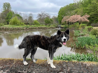 Elevage No Bushido - Akita Inu, Eleveur de Chiens à Menetou-Salon