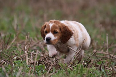 Brittany Spaniels Breeding of KERANLOUAN, Eleveur de Chiens à Callac