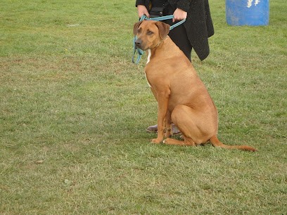Centre Canin St Gilles, Dresseur de Chiens à Saint-Gilles