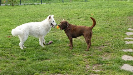 Pension canine familiale Nono & Co, Pension pour Chiens à Couffé