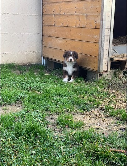 La Perle du Morvan, Eleveur de Chiens à Saint-Honoré-les-Bains