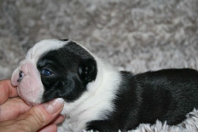 Boston Terrier Bois Clerbault, Eleveur de Chiens à Chauvigny