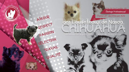 Elevage Des Louveteaux De Nasca - Chihuahuas Poils Longs Lof (Ldn Sas), Éleveur De Chiens à Poyartin