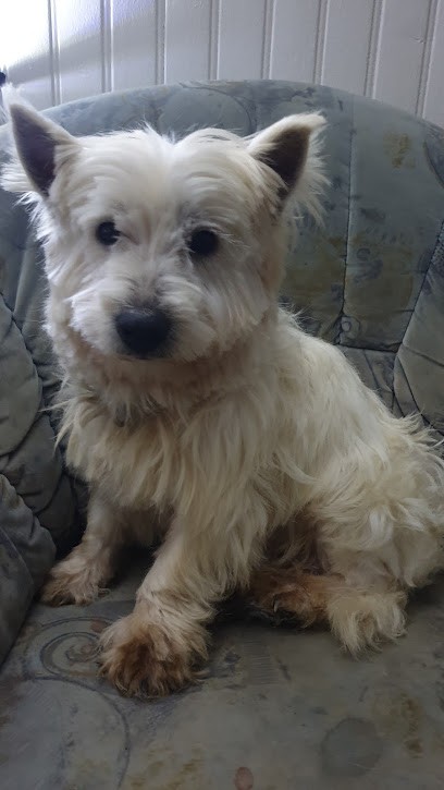 familys dogs, Eleveur de Chiens à Wisembach