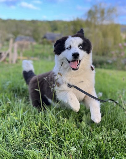 The Seven Kingdoms Elevage Laïka De Iakoutie Chiots à Vendre, Eleveur de Chiens à Livarot-Pays-d'Auge